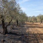 Cómo prevenir incendios en el olivar durante el verano